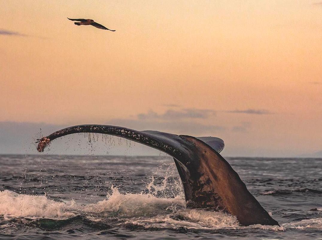 generalhealthcare | Attend the Ningaloo Whaleshark Festival: Celebrate marine life at the Ningaloo Whaleshark Festival