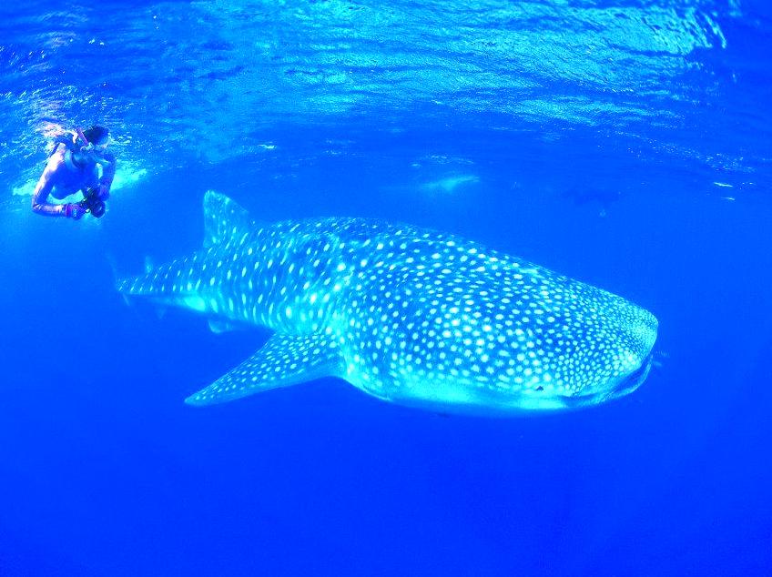 generalhealthcare | Attend the Ningaloo Whaleshark Festival: Celebrate marine life at the Ningaloo Whaleshark Festival