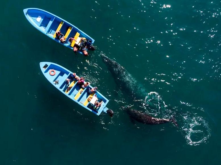 generalhealthcare | Attend the Ningaloo Whaleshark Festival: Celebrate marine life at the Ningaloo Whaleshark Festival