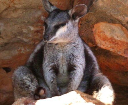 generalhealthcare | Spot Rare Black-footed Rock Wallabies: Look for rare black-footed rock wallabies in their habitat