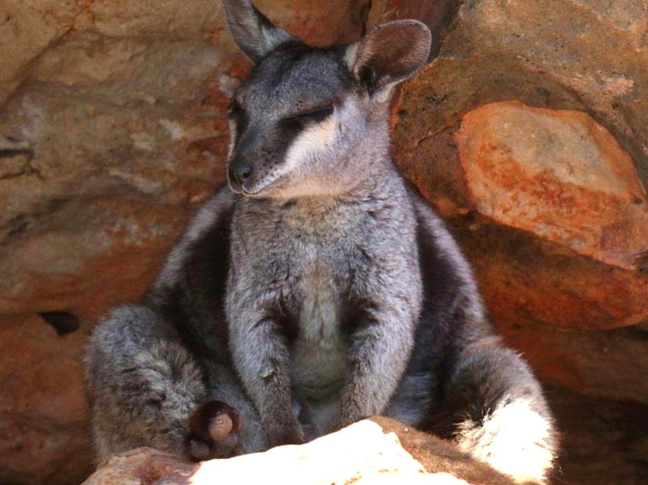 generalhealthcare | Spot Rare Black-footed Rock Wallabies: Look for rare black-footed rock wallabies in their habitat