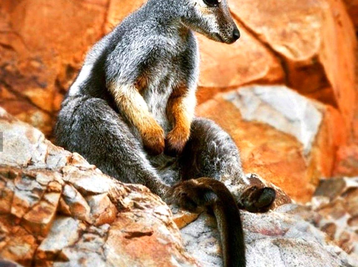 generalhealthcare | Spot Rare Black-footed Rock Wallabies: Look for rare black-footed rock wallabies in their habitat