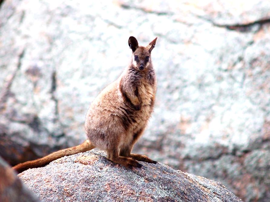 generalhealthcare | Spot Rare Black-footed Rock Wallabies: Look for rare black-footed rock wallabies in their habitat