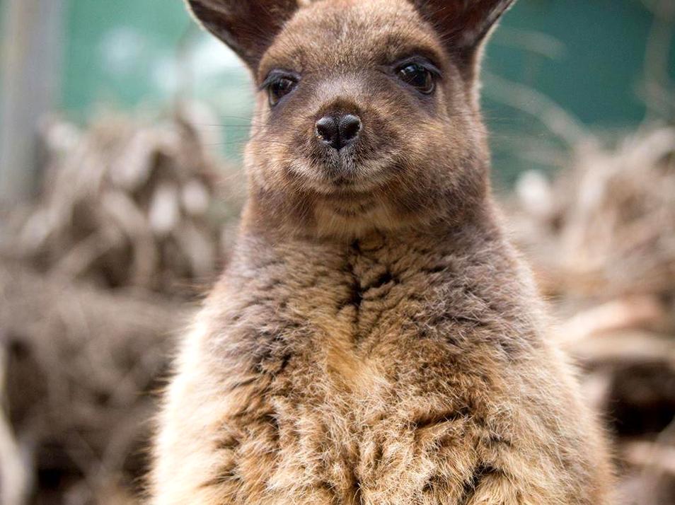 generalhealthcare | Spot Rare Black-footed Rock Wallabies: Look for rare black-footed rock wallabies in their habitat