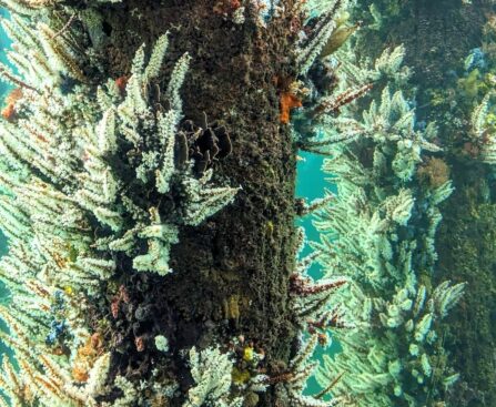 generalhealthcare | Explore the Underwater Observatory: Visit an underwater observatory for a unique view of marine life.