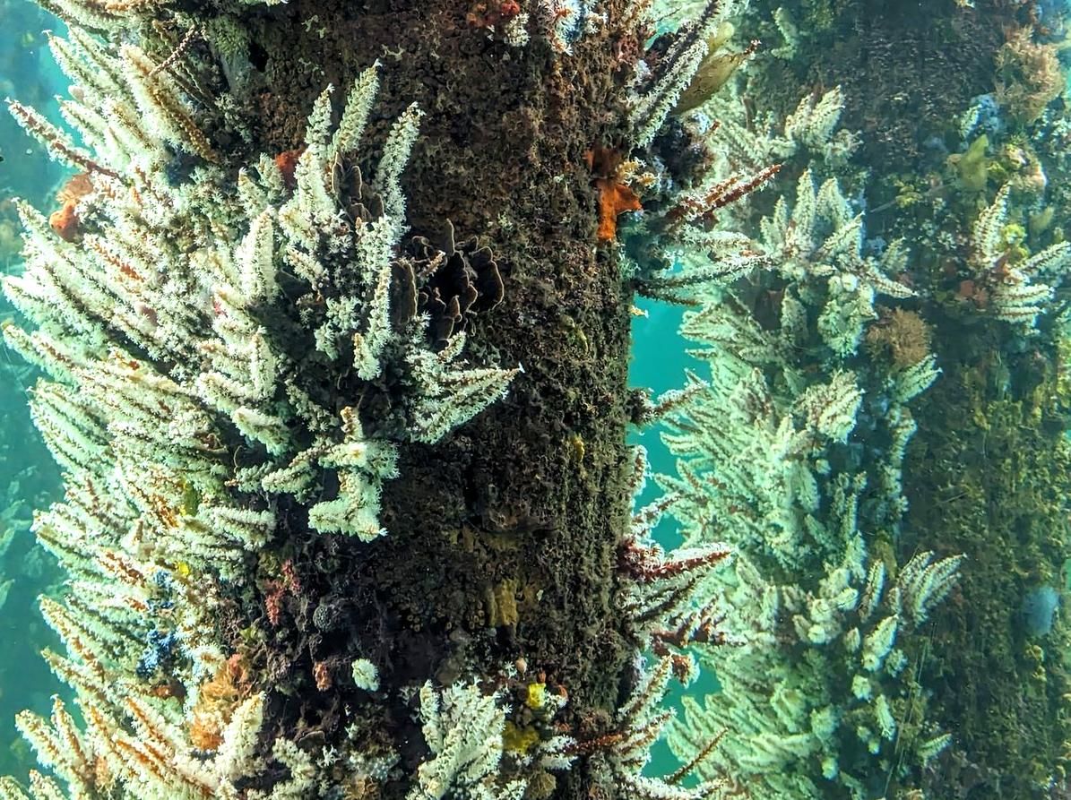 generalhealthcare | Explore the Underwater Observatory: Visit an underwater observatory for a unique view of marine life.