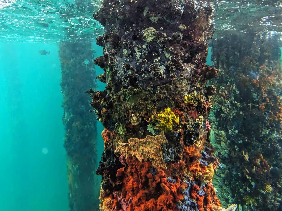 generalhealthcare | Explore the Underwater Observatory: Visit an underwater observatory for a unique view of marine life.