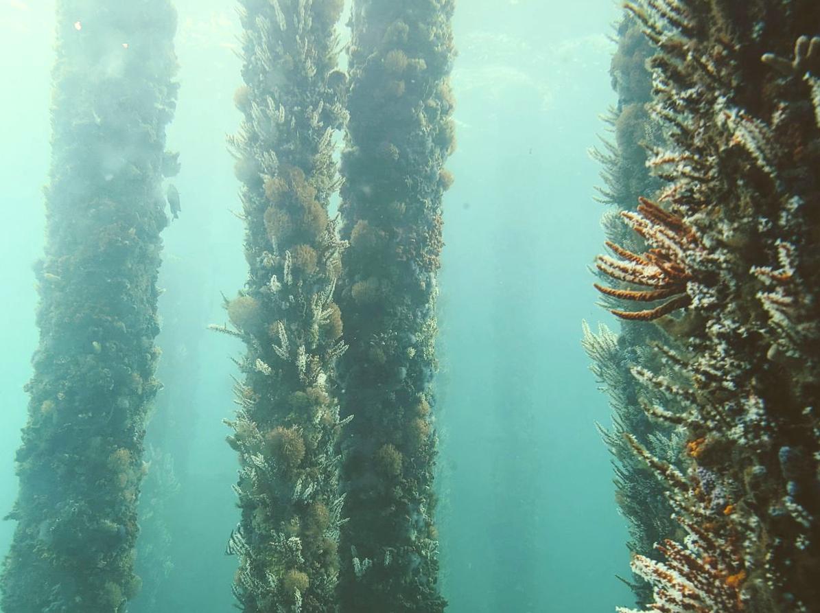 generalhealthcare | Explore the Underwater Observatory: Visit an underwater observatory for a unique view of marine life.