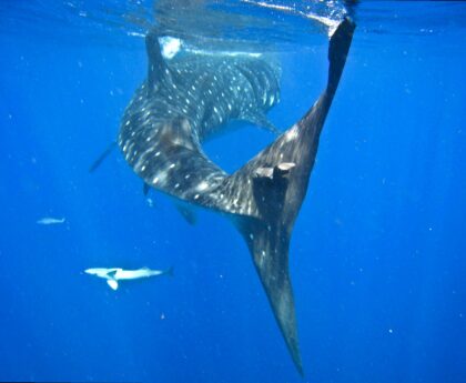 generalhealthcare | Attend the Ningaloo Whaleshark Festival: Celebrate marine life at the Ningaloo Whaleshark Festival