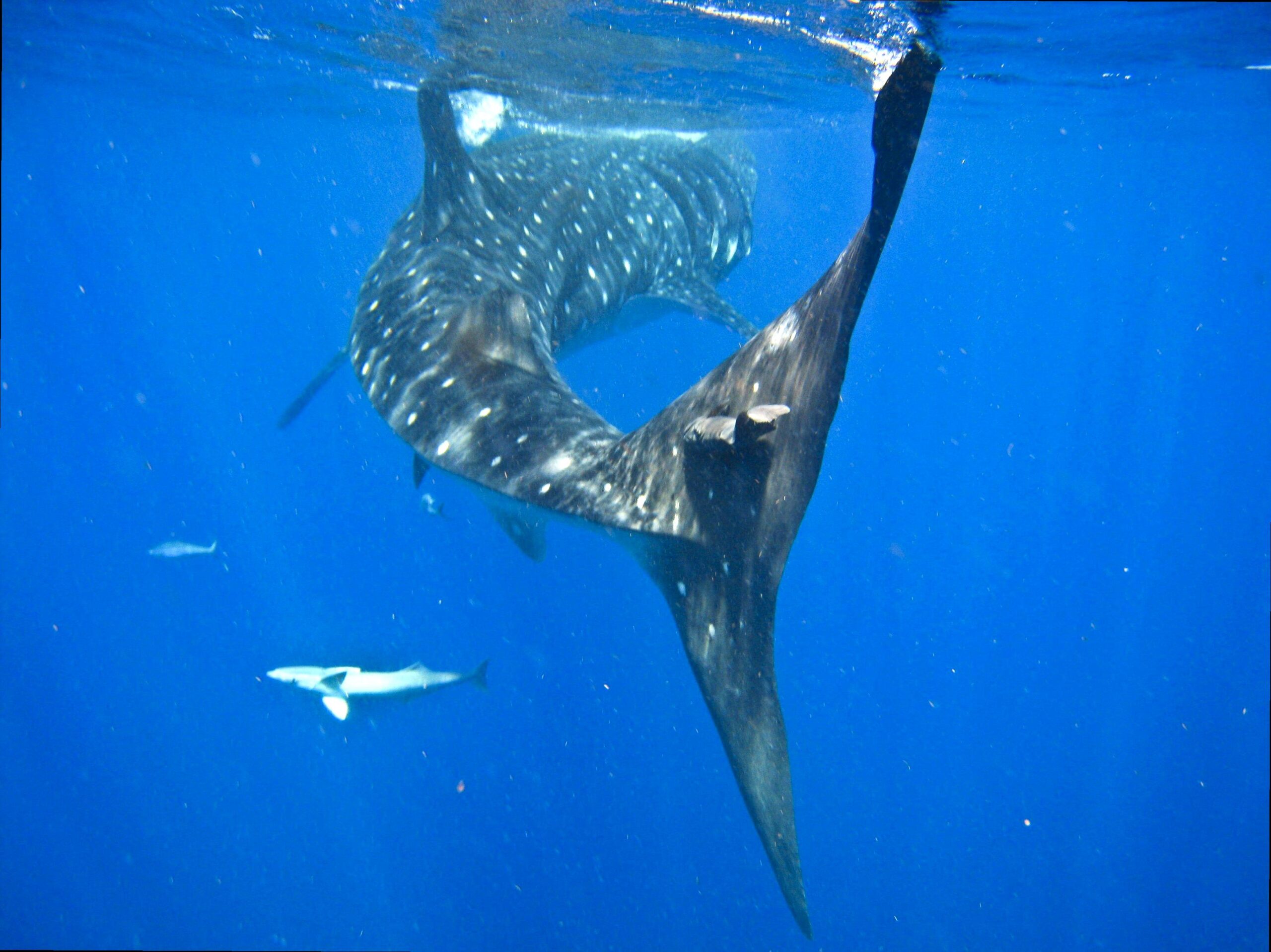 generalhealthcare | Attend the Ningaloo Whaleshark Festival: Celebrate marine life at the Ningaloo Whaleshark Festival