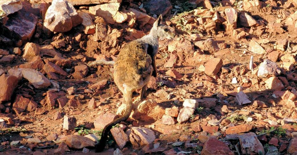 generalhealthcare | Spot Rare Black-footed Rock Wallabies: Look for rare black-footed rock wallabies in their habitat