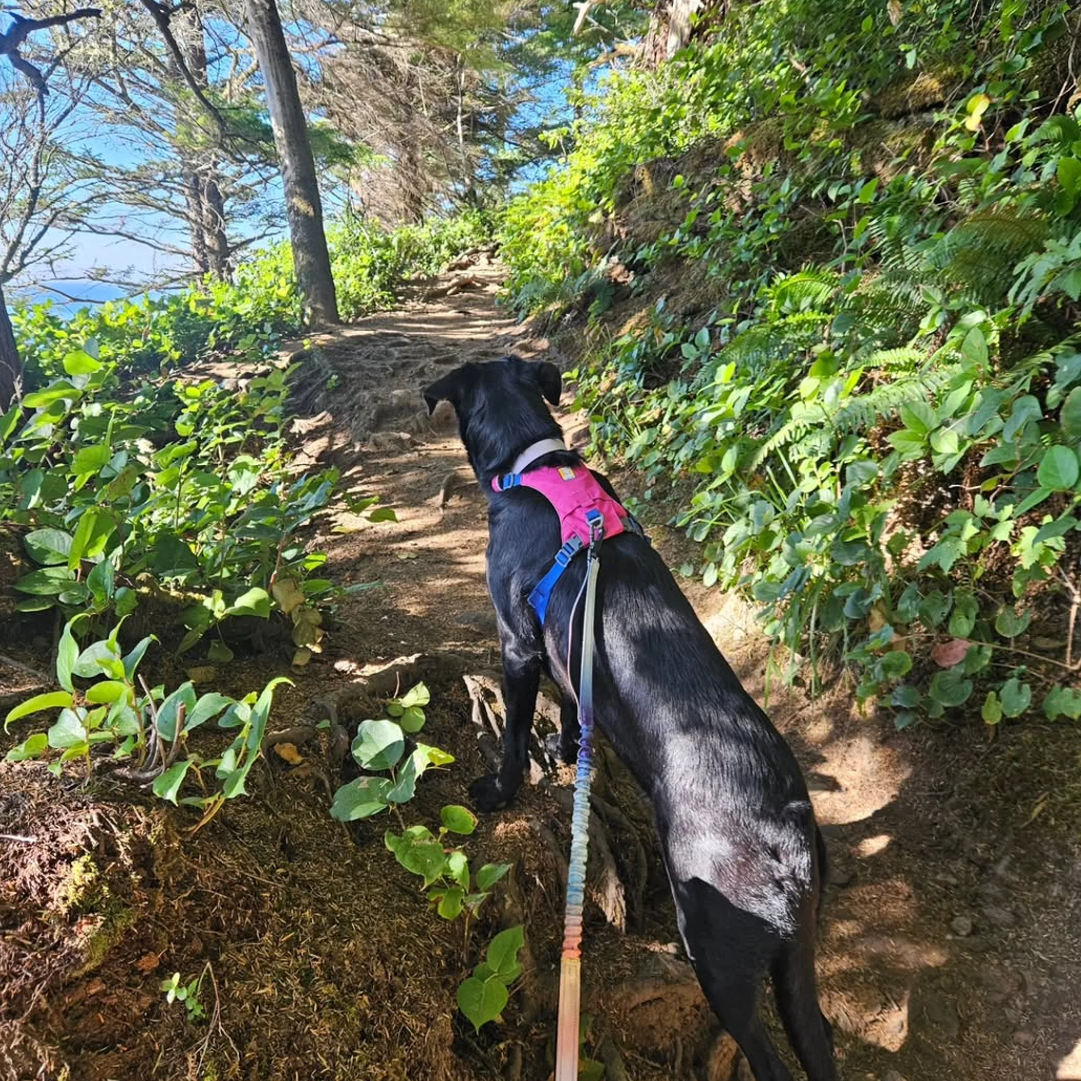 dog on scenic hiking trail