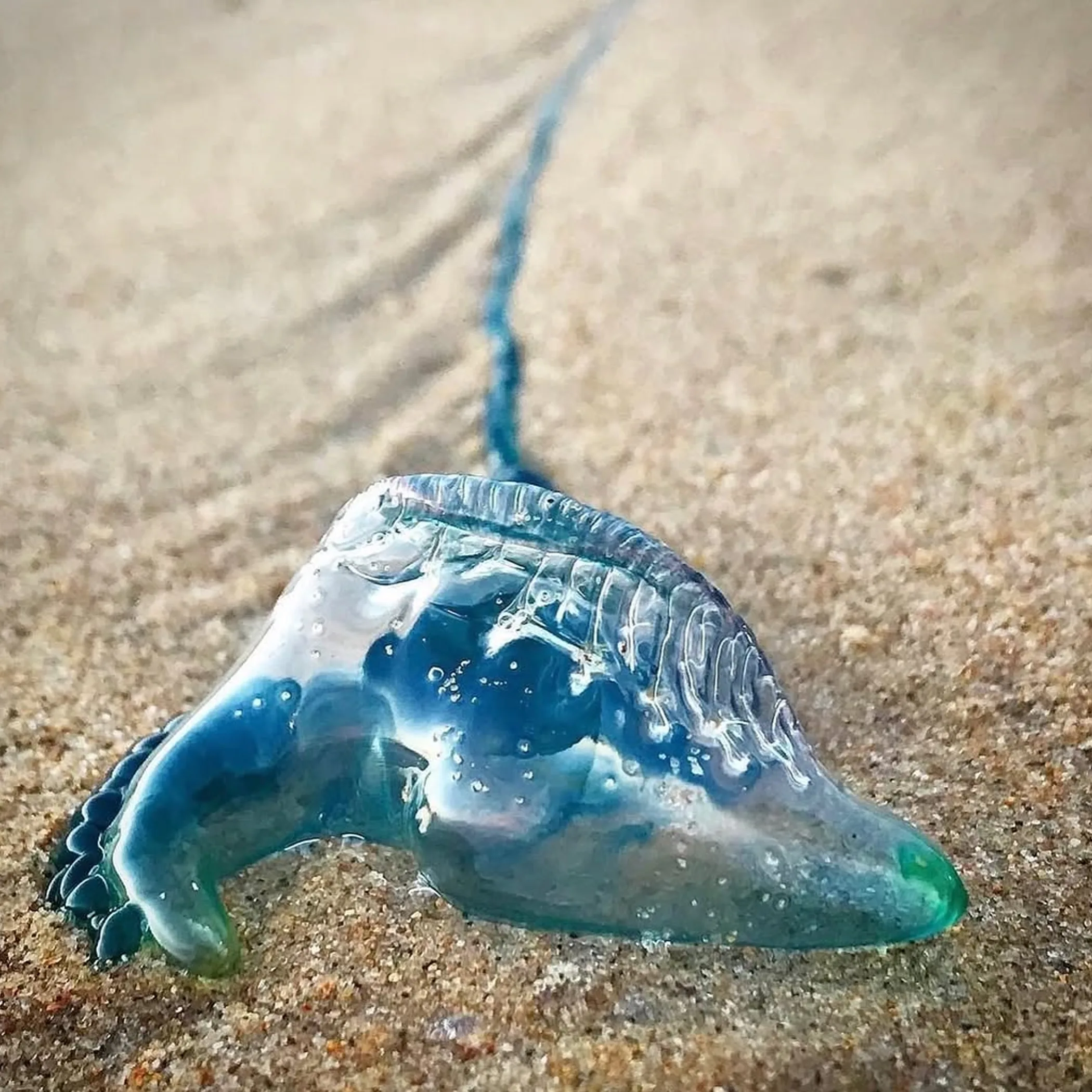bluebottle sting safety