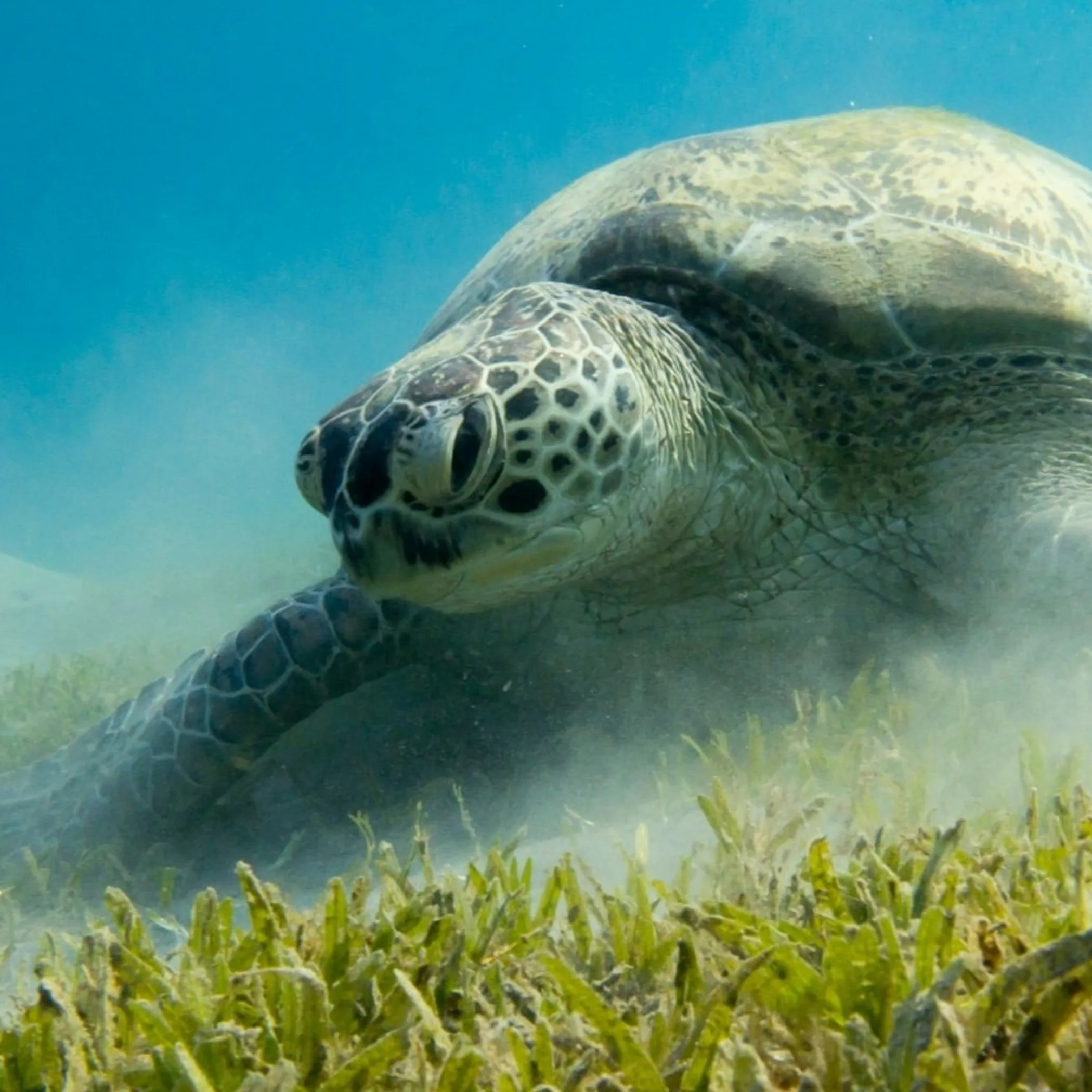 coral reef ocean ecosystem photograph