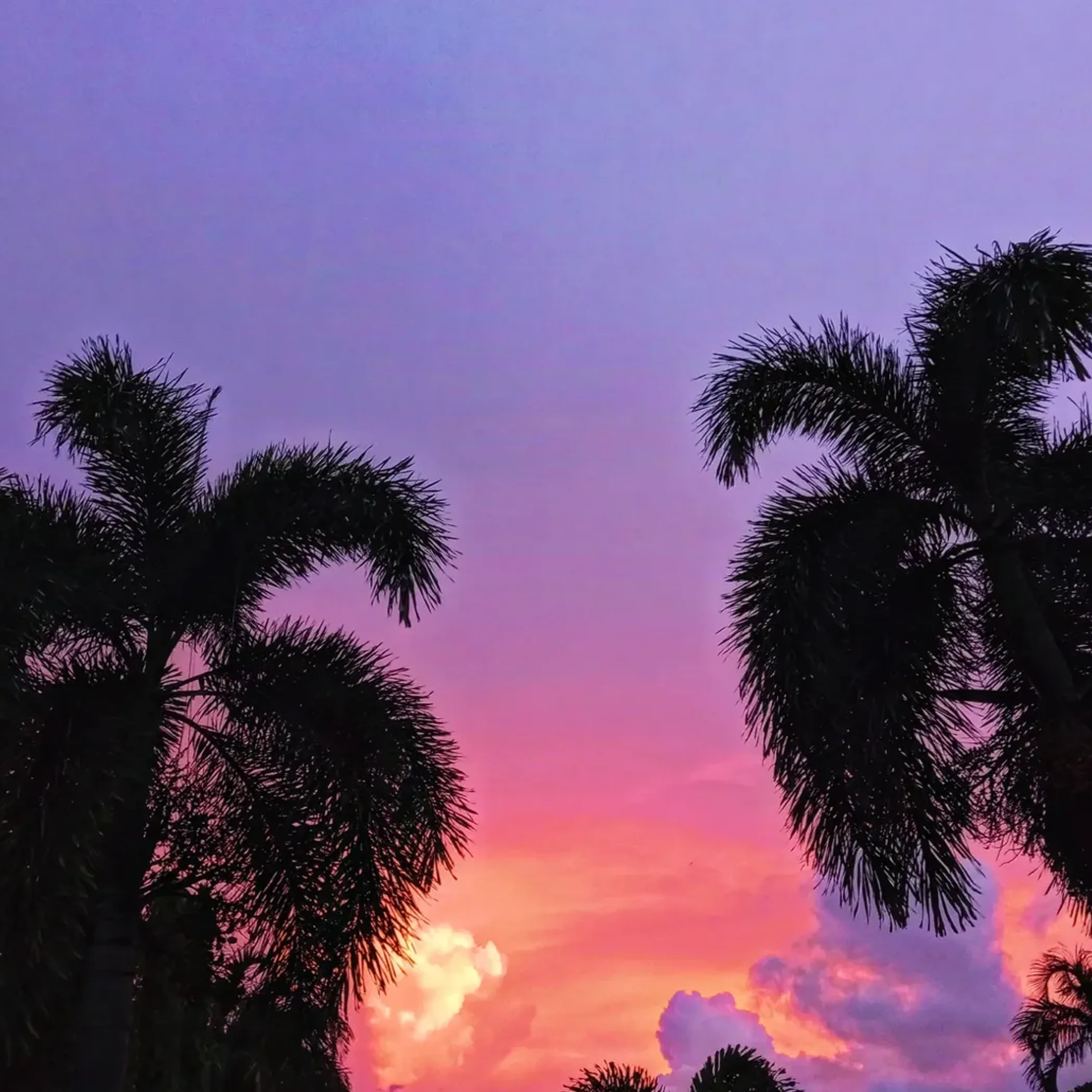 darwin monsoon vegetation at sunset