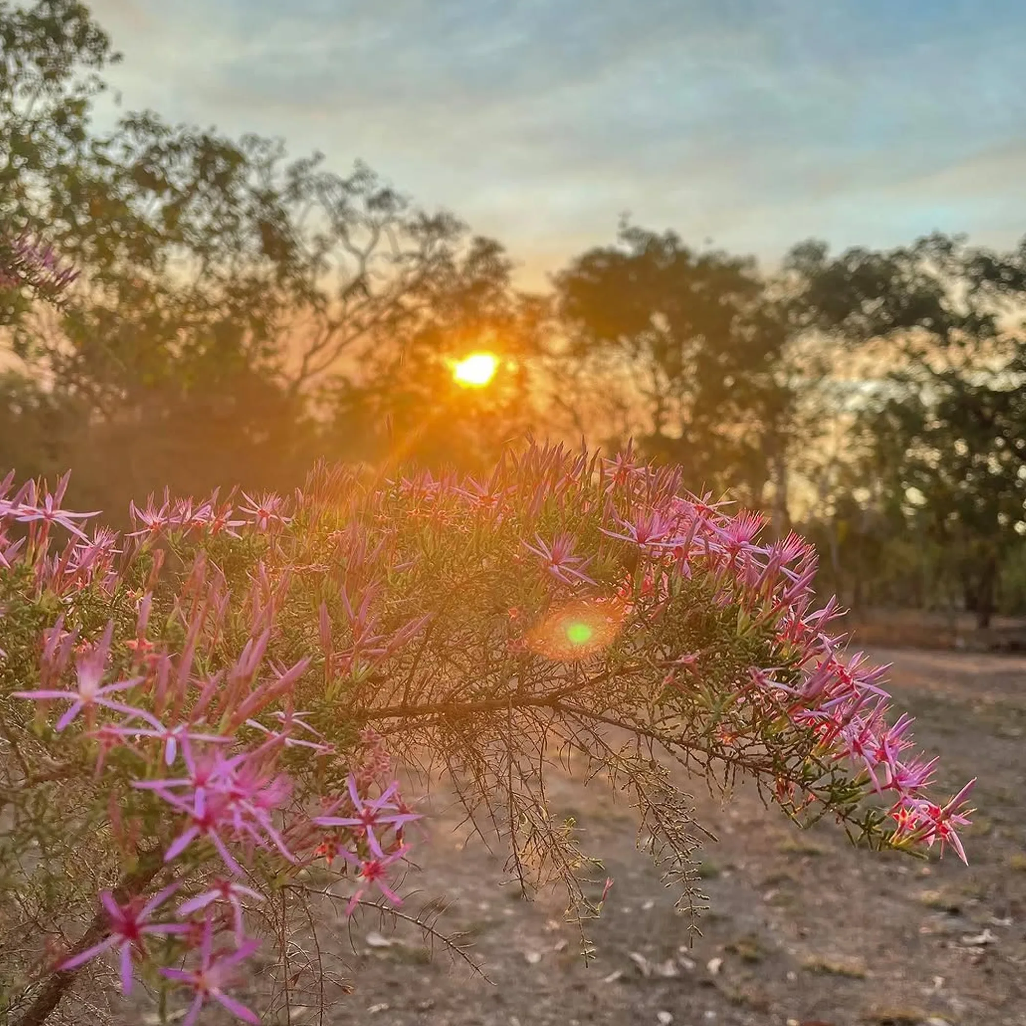 northern australian native vegetation