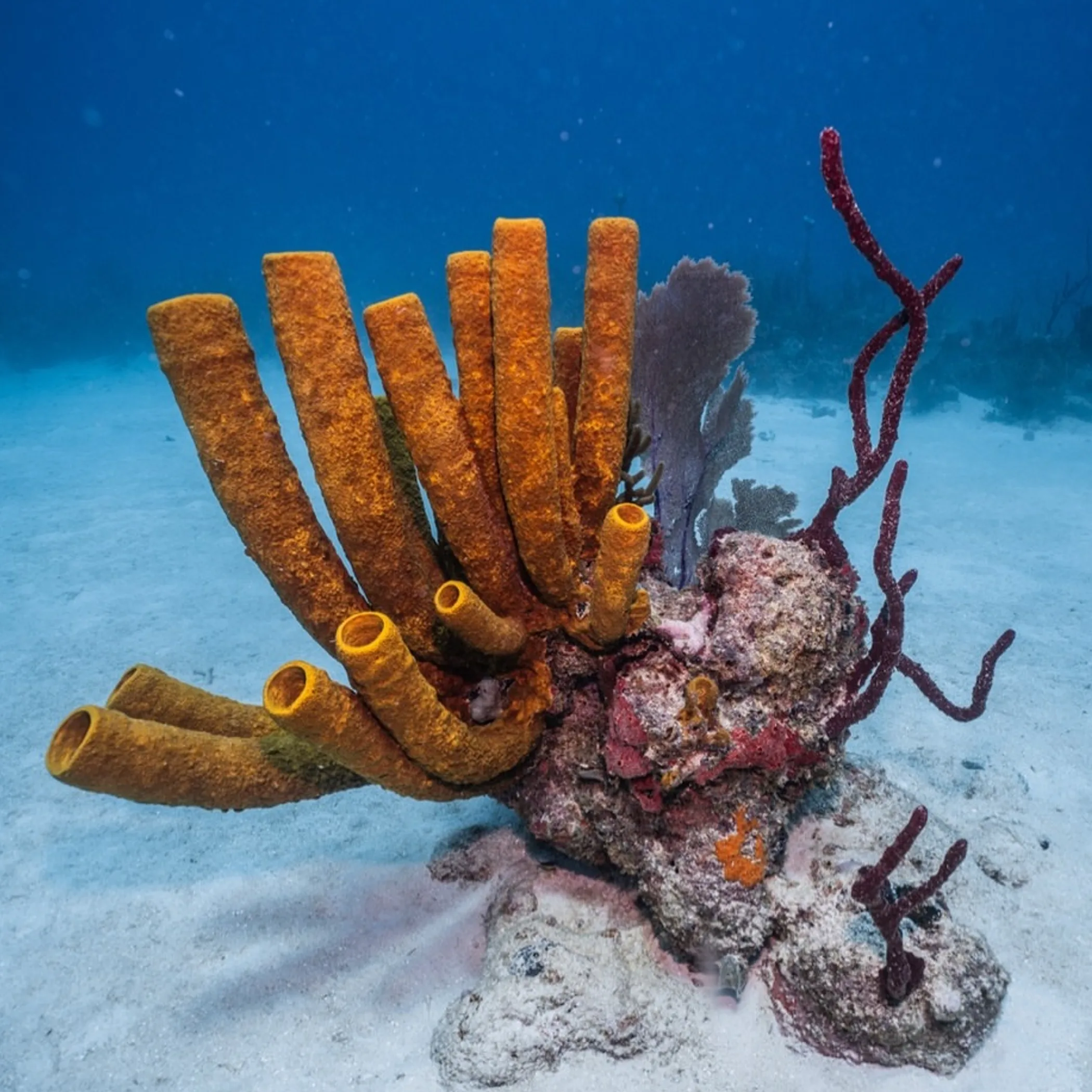well-lit reef photograph