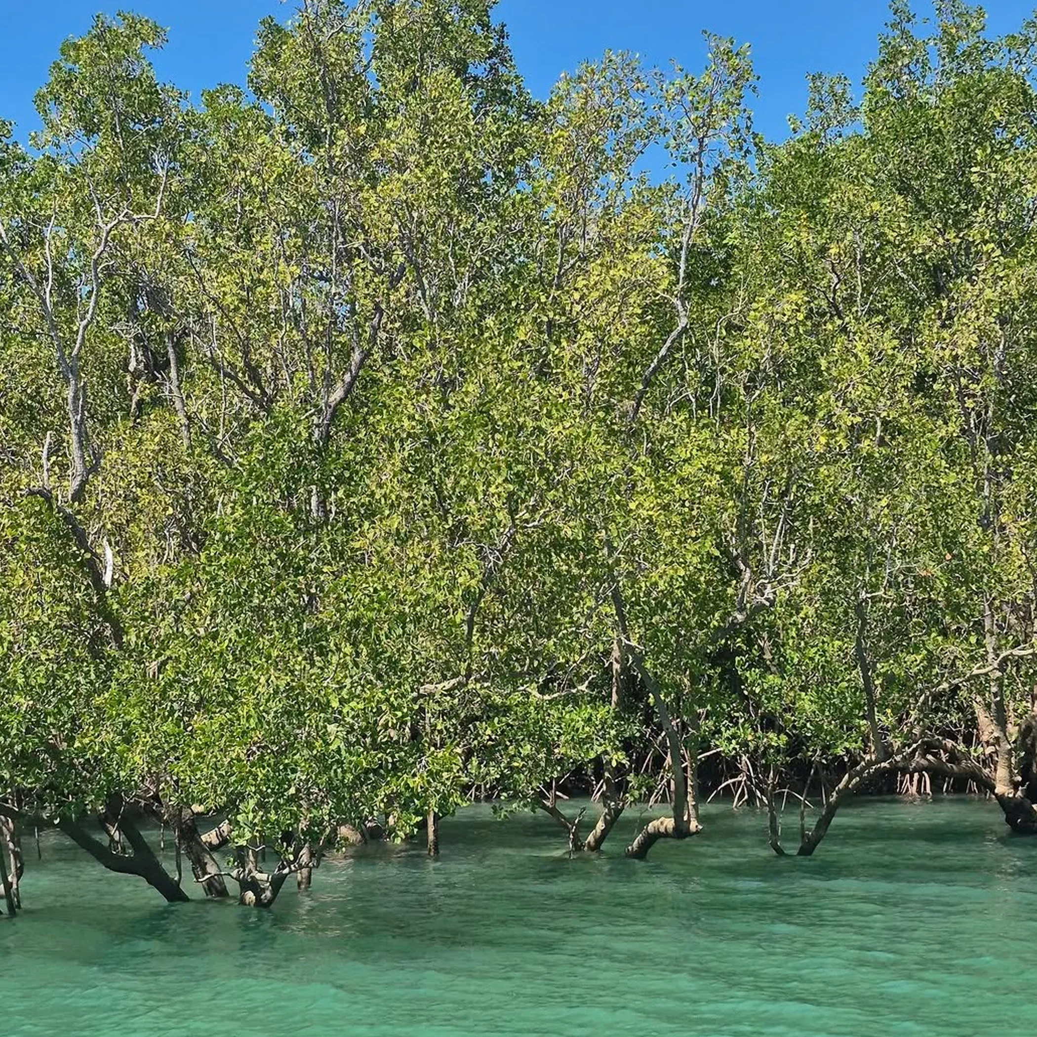northern australian mangroves and coastal forest
