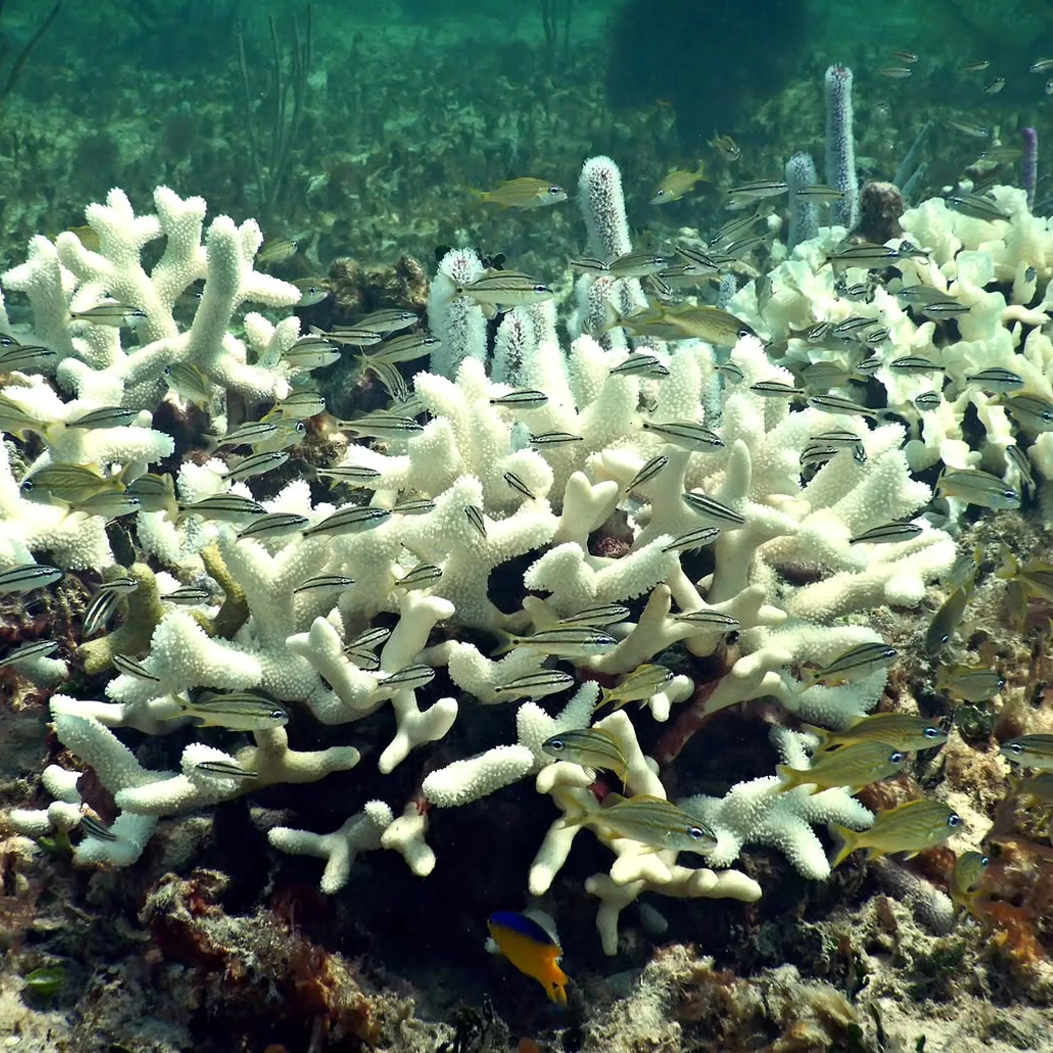 stressed white coral and reef fish