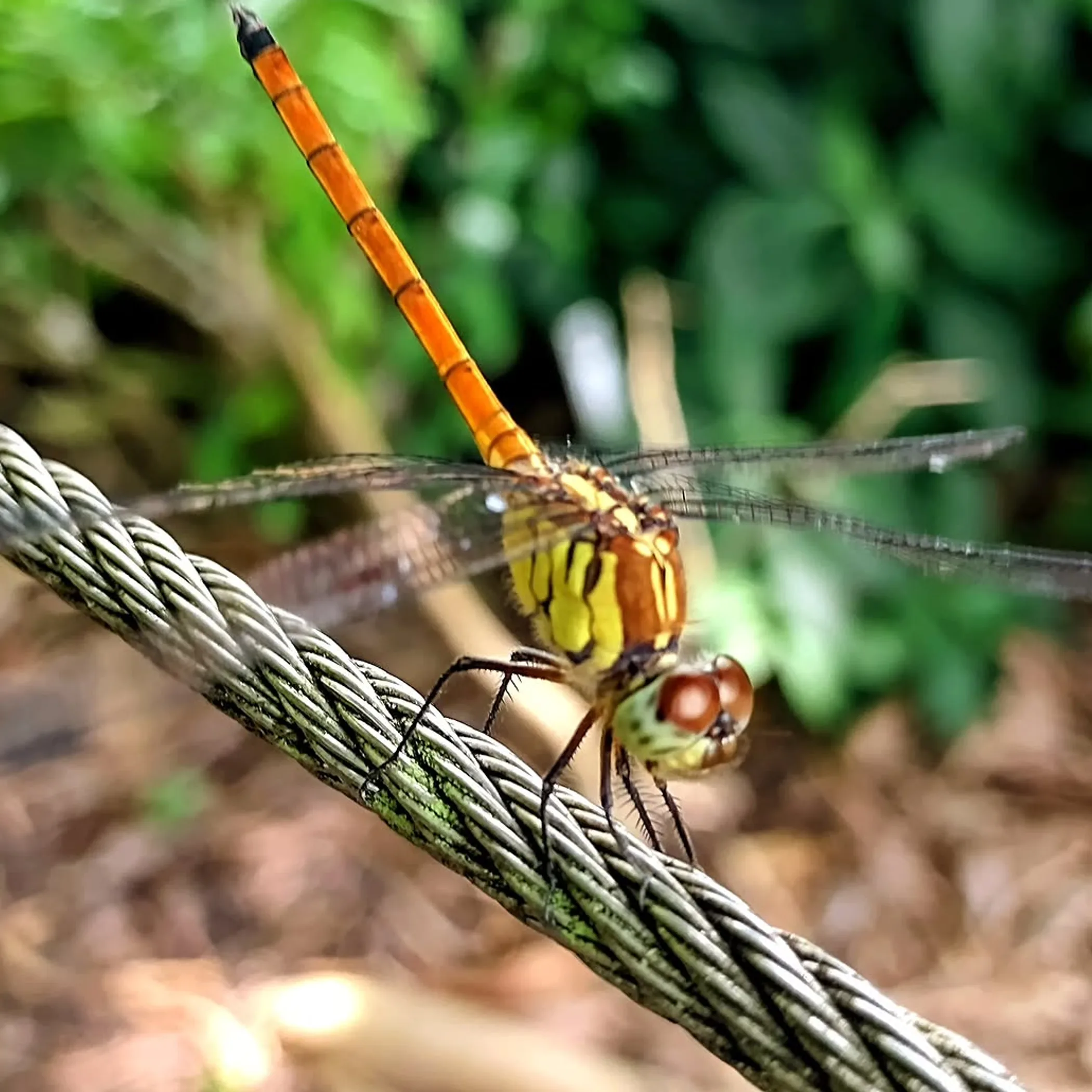 wet-season rainforest fauna