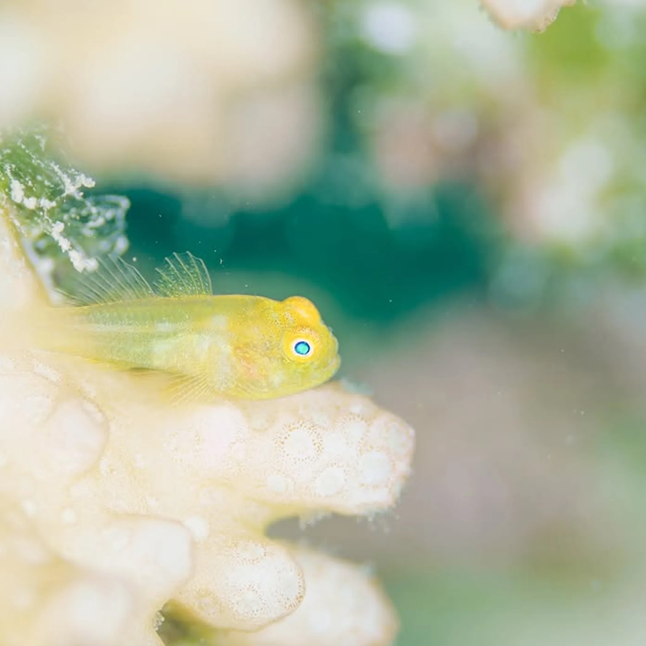 marine life on coral reef