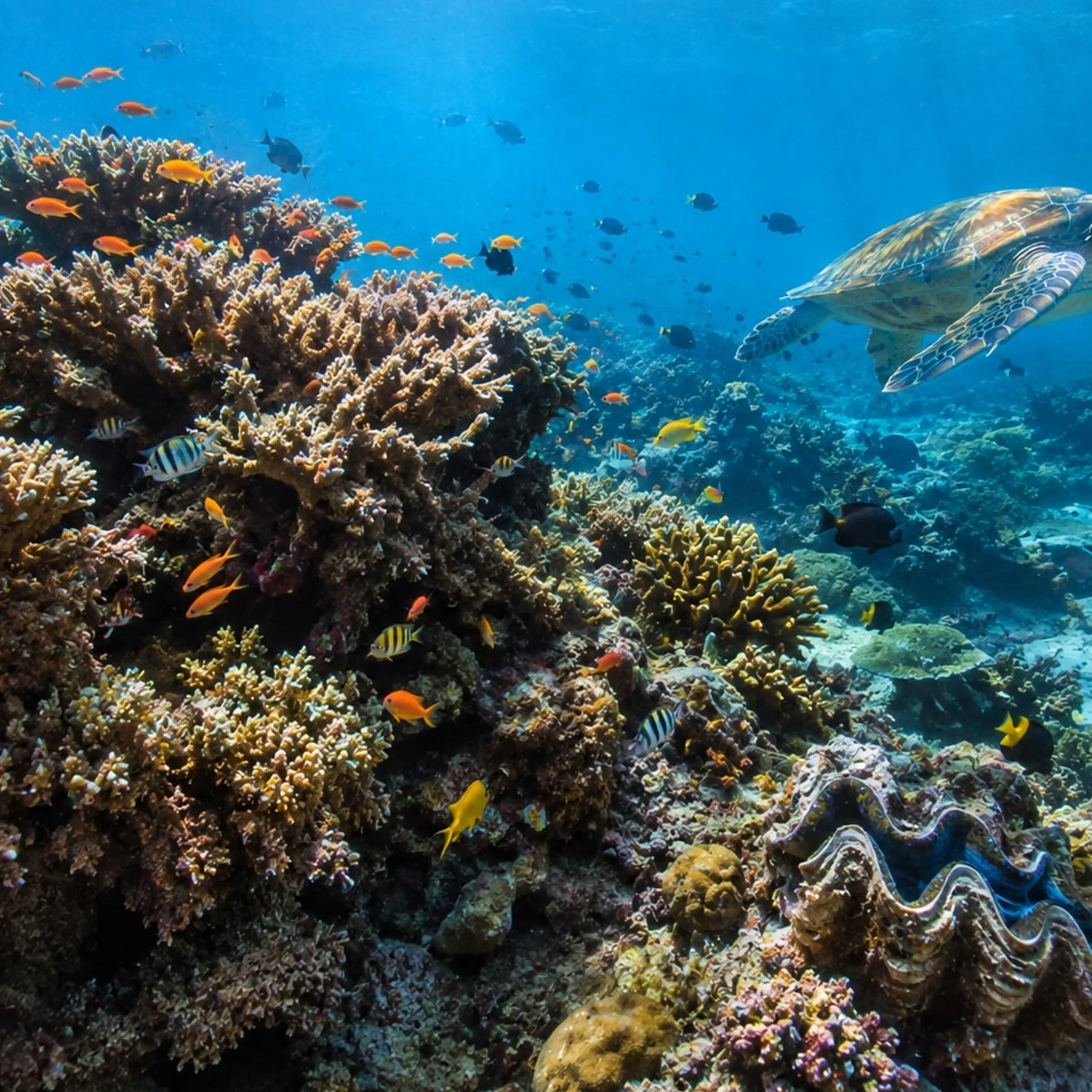 coral reef with fish and turtle